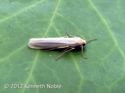 hoary footman (Eilema caniola) Kenneth Noble